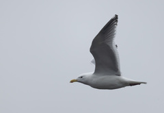 Larus argentatus × glaucescens