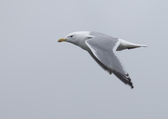 Larus argentatus × glaucescens