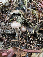 Cortinarius athabascus