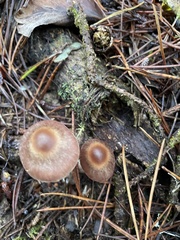 Cortinarius athabascus