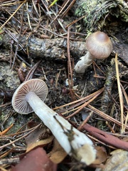Cortinarius athabascus