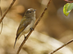 Prodotiscus zambesiae