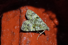 Glenopteris oculifera