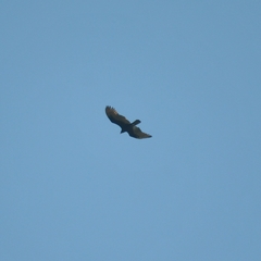 Cathartes aura