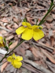 Goodenia decurrens
