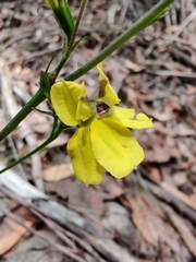 Goodenia decurrens