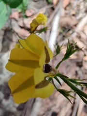 Goodenia decurrens
