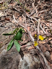 Goodenia decurrens