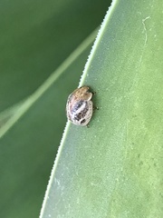 Paropsisterna semifumata