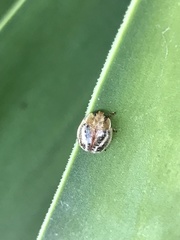 Paropsisterna semifumata