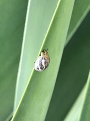 Paropsisterna semifumata