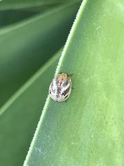 Paropsisterna semifumata