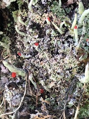 Cladonia transcendens