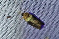 Chlamydastis vitorbeckeri