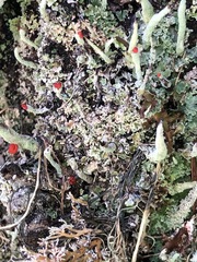 Cladonia transcendens