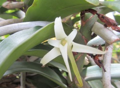 Cyrtorchis arcuata