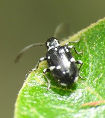 Ptininae