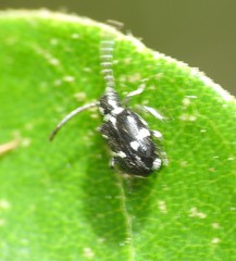 Ptininae