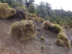 Rytidosperma setifolium