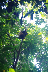 Alouatta