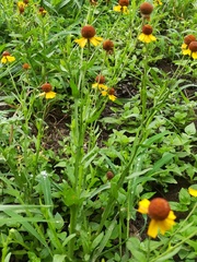 Helenium amphibolum