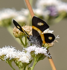 Parcella amarynthina