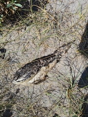 Spheniscus magellanicus