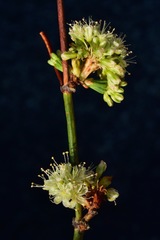 Eriogonum nudum auriculatum
