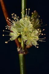 Eriogonum nudum auriculatum