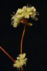Eriogonum nudum auriculatum