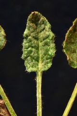 Eriogonum nudum auriculatum