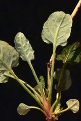 Eriogonum nudum auriculatum