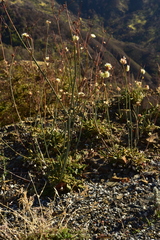 Eriogonum nudum auriculatum