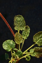 Eriogonum nudum auriculatum