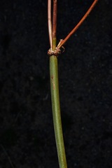 Eriogonum nudum auriculatum