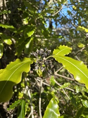 Pittosporum undulatum