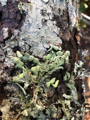 Hypogymnia occidentalis