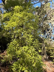 Pittosporum undulatum