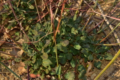Eriogonum nudum auriculatum