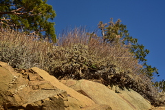 Eriogonum wrightii trachygonum