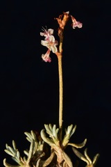 Eriogonum wrightii trachygonum