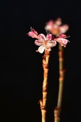 Eriogonum wrightii trachygonum