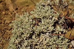 Eriogonum wrightii trachygonum