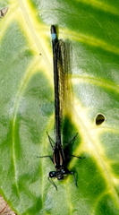 Argia underwoodi