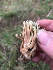 Ramaria apiculata