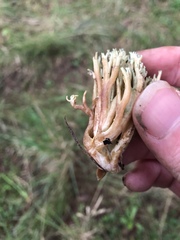 Ramaria apiculata