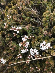 Epacris serpyllifolia