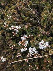 Epacris serpyllifolia