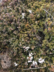 Epacris serpyllifolia