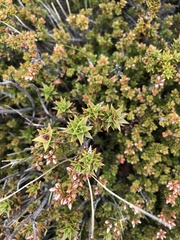 Epacris serpyllifolia